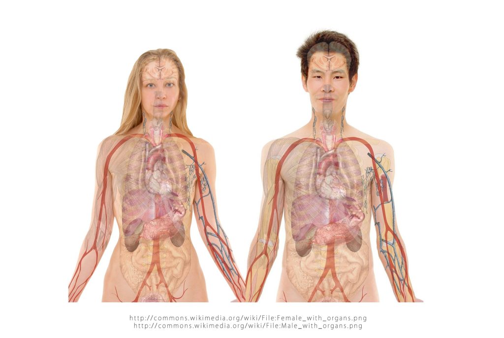 corps humain cohérence cardiaque naturopathie anatomie