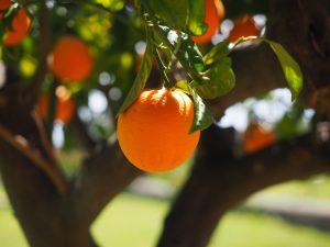 orange douce naturopathie gestion du stress